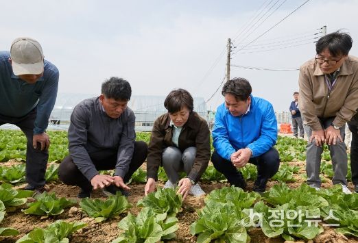 송미령 농림축산식품부 장관, 아산시 봄배추 재배 현장 방문