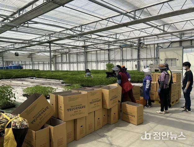 군 다목적육묘장에서 재배된 고추묘를 배송하기 위해 박스에 포장하는 모습