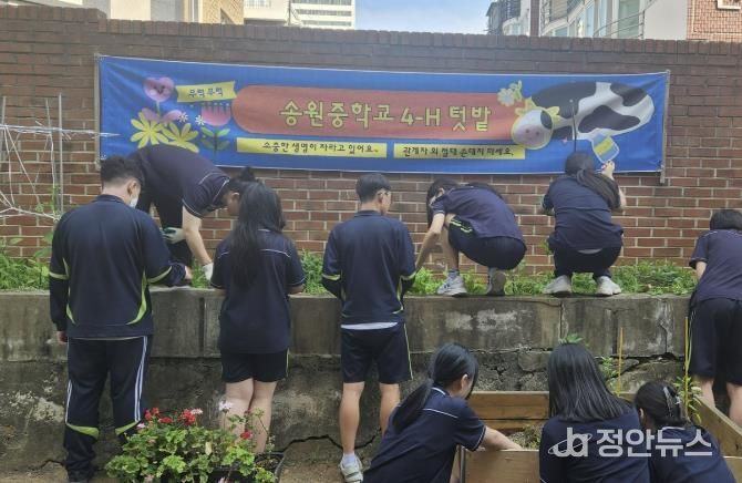학생들이 4-H 텃밭 가꾸기 과제활동을 하고 있다