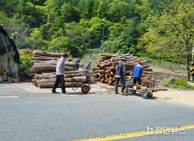 진안군 정천면 마조 청년회, 봉사활동으로 구슬땀 흘려