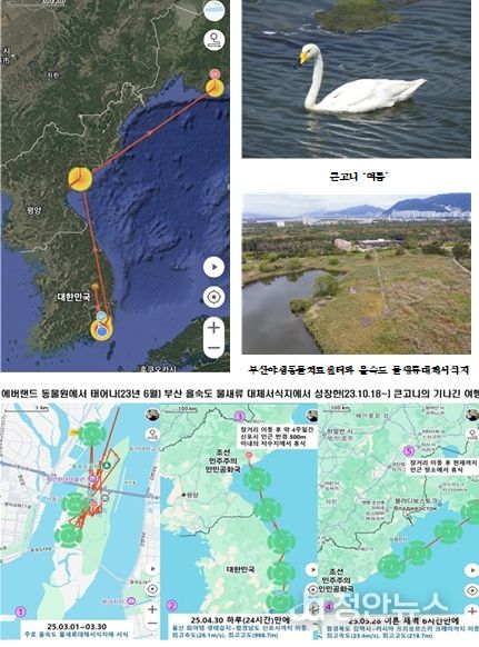 큰고니 GPS 자료