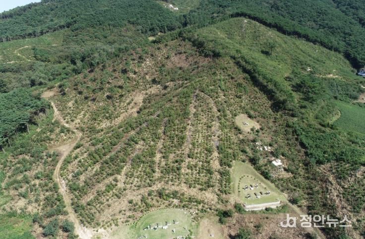 고창군 대산면 상수리나무숲, 산림청 우수조림지 선정
