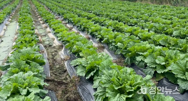 가을배추∙무 병해충 적기 방제