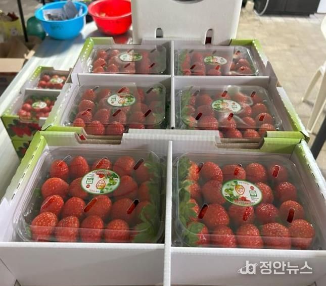 청주시, ‘시범기술 적용’ 가을 설향 딸기 조기 수확 시작