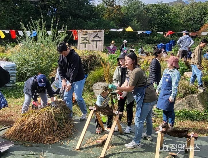 지난해 강북도시농업체험장에서 진행된 추수 행사 전경