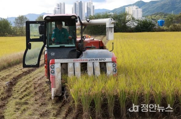직접 콤바인 몰며 농민들과 현장 점검 하는 박영기 의장