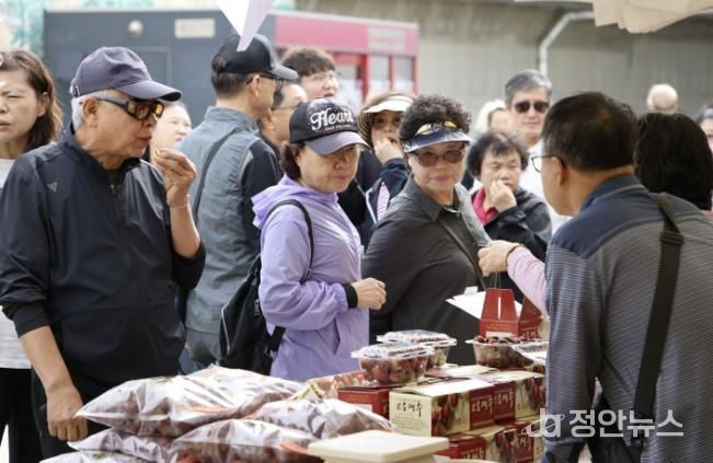 2025 보은대추축제, 이번 주말 보은에서 가을 감성에 흠뻑 빠져보세요