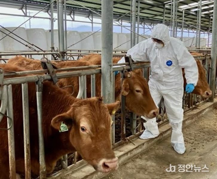 보은군, 구제역‧AI‧아프리카돼지열병 총력 방역체제 돌입