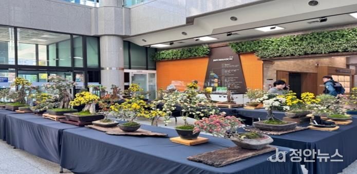 2024년 금정구청 1층 구민홀에서 개최된 국화분재 전시회