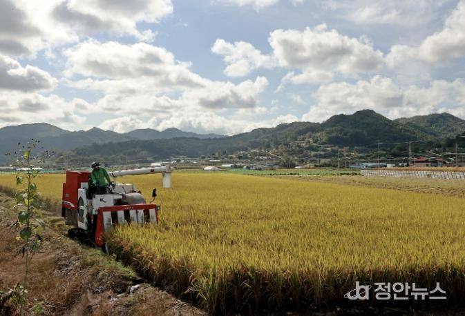23일, 문광면 일대의 한 논에서 바삐 움직이는 콤바인이 벼 수확에 한창이다