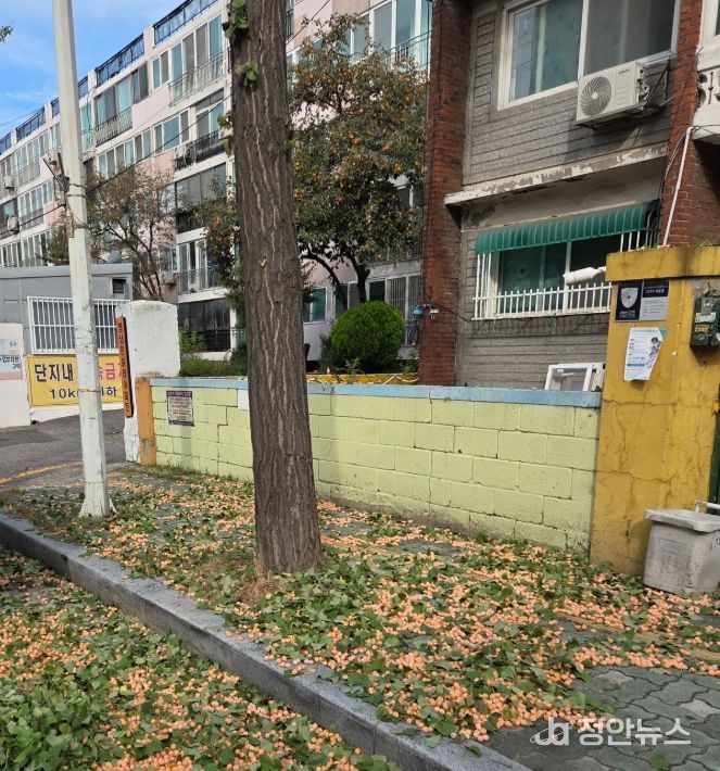 가을철 가로수 은행 열매 채취 작업