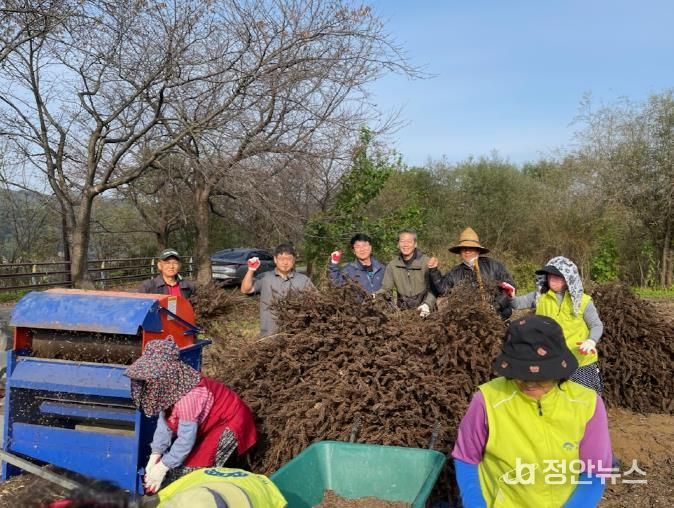 양평군 개군면 지역사회보장협의체, 사랑 애(愛) 농산물 들깨 탈곡 실시