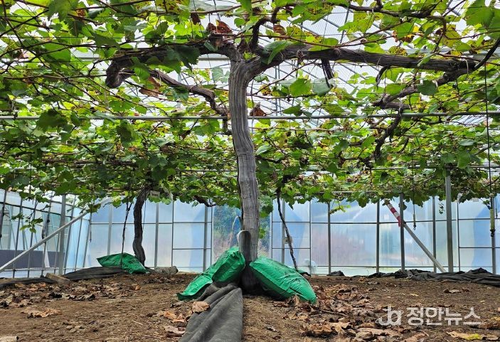 충북농기원, 가을비 뒤 포도 과원 관리주의 당부