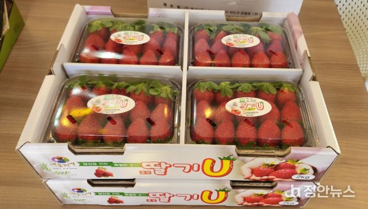달콤한 시작은 홍성에서...홍성딸기 가락시장 데뷔!