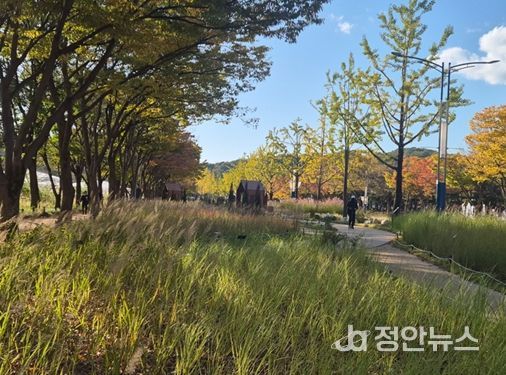 인천대공원에서 즐기는 마지막 코스모스