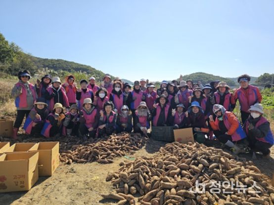 생활개선회와 ‘사랑의 고구마’나눔으로 온정