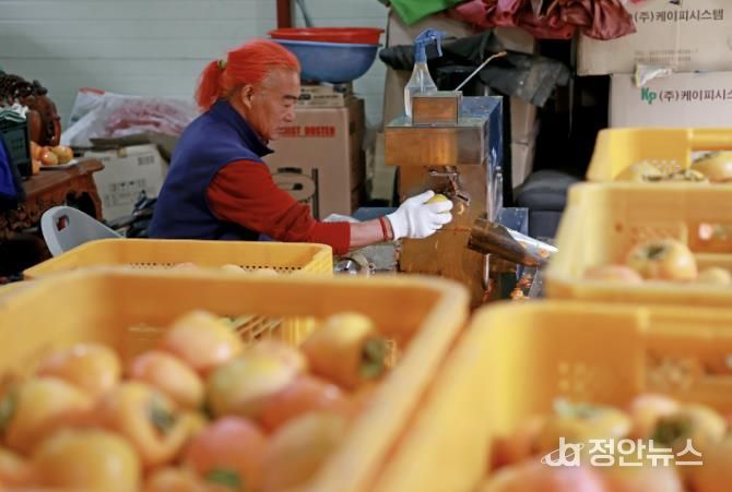 괴산군의 한 농가에서 곶감을 만들기 위해 작업하고 있다