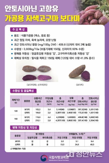가공용 자색고구마 ‘보다미’ 품종 특성