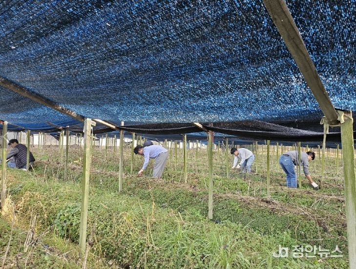 금산군청 맑은물관리과 가을철 농촌일손돕기 모습