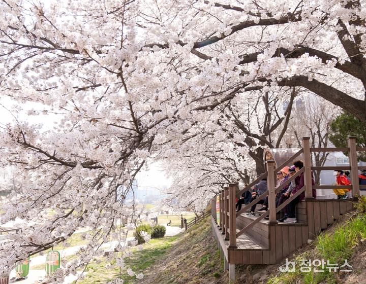 중랑천변 벚꽃길
