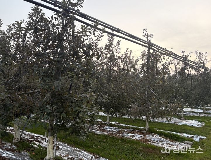 농기원, 내년 품질 향상 위해 시비·관수·동해예방 철저 당부