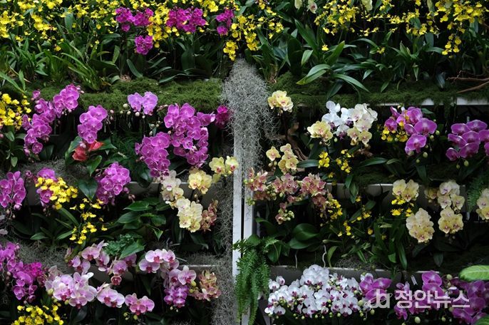 열대관 난초 전시 '오늘, 난(蘭)'