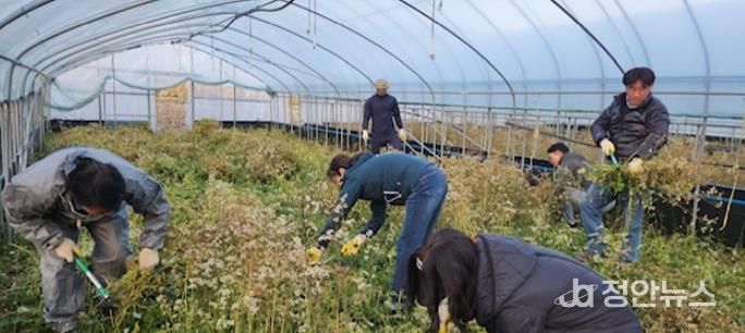 고성군 농촌정책과, 가을철 농번기 농촌일손돕기 실시