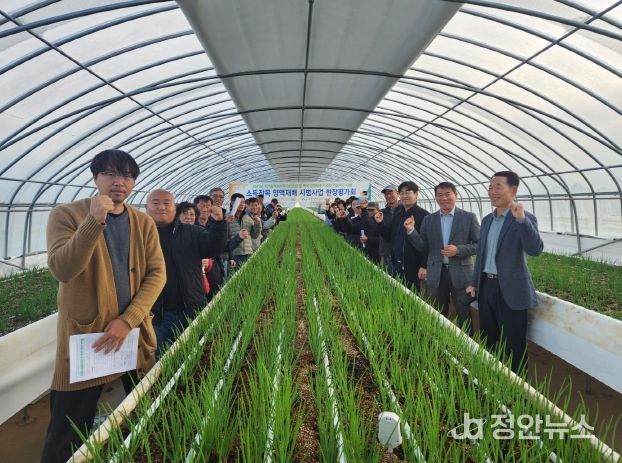 서천군, 쪽파 양액재배로 연 6~8기작 주년생산 체계 구축 성공