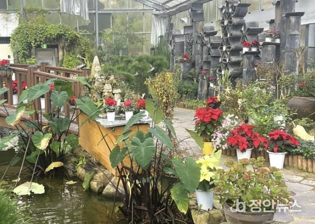 봉수산수목원 전시온실 포인세티아 전경