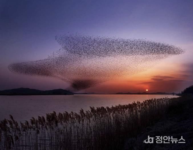 서천군, ‘2025 서천철새여행’ 29~30일 개최