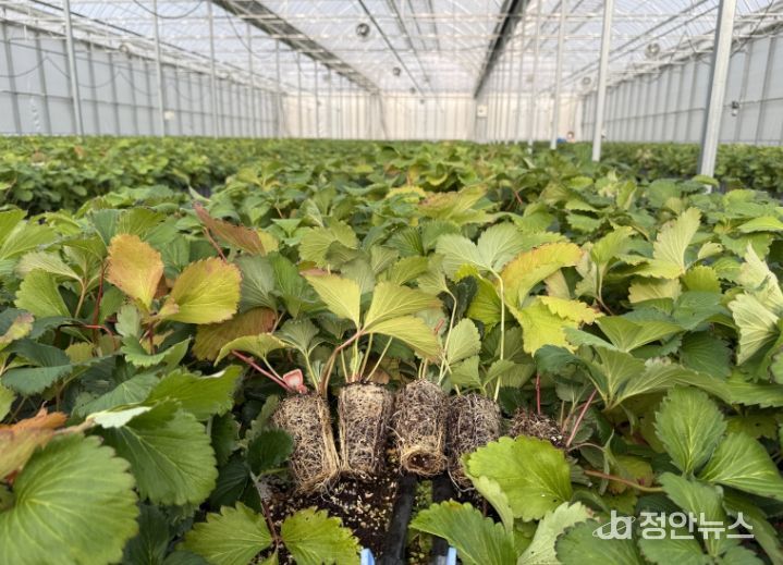 조직배양 딸기 우량묘 공급