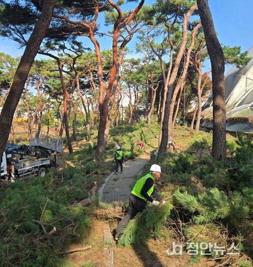 청주시, 솔밭공원 위험목 제거 완료