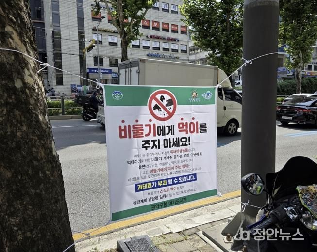 신림역 일대 남부순환로에 게첨된 비둘기 먹이주기 금지 안내문