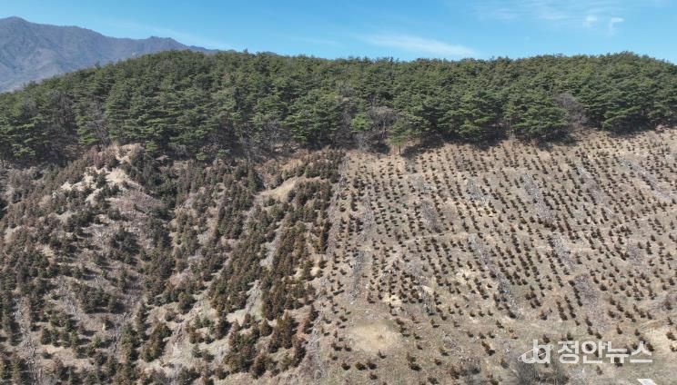 산청군, 경남도 산림자원분야 평가 장려상..조림·숲가꾸기 효율 관리