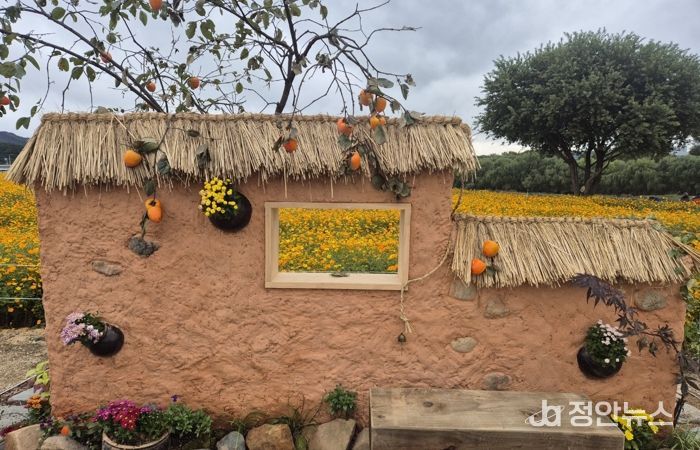 2025 대구정원박람회 전시 당시 사진