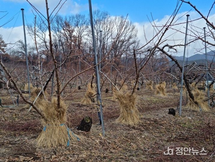 과수원 겨울철 관리
