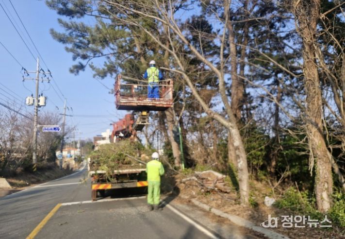 통영시, 가로수 정비사업 “안전과 미관 두 마리 토끼 잡는다”