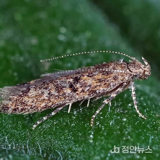 정읍시, 토마토뿔나방 방제 약제 지원.