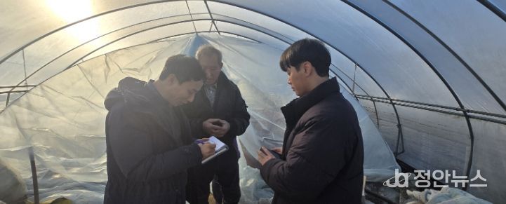 충화면 박주석 농가 고추 육묘 현황 점검 및 현장 기술 지원