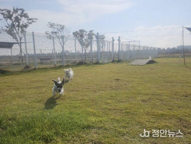 부안군, 2026년 반려동물 놀이터 조기 개장