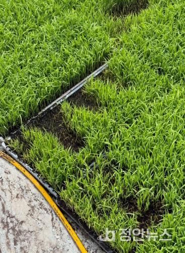 고성군, 자가채종 벼 발아검사 지원