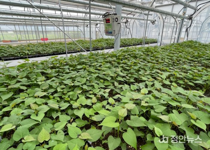 완주군, 고구마 조직배양 무병묘 분양 접수