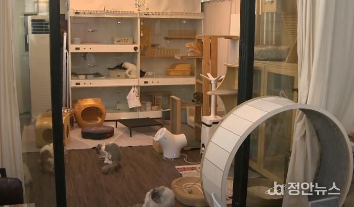 '우리동네 펫위탁소’에서 반려동물들을 위탁 보호하고 있는 모습