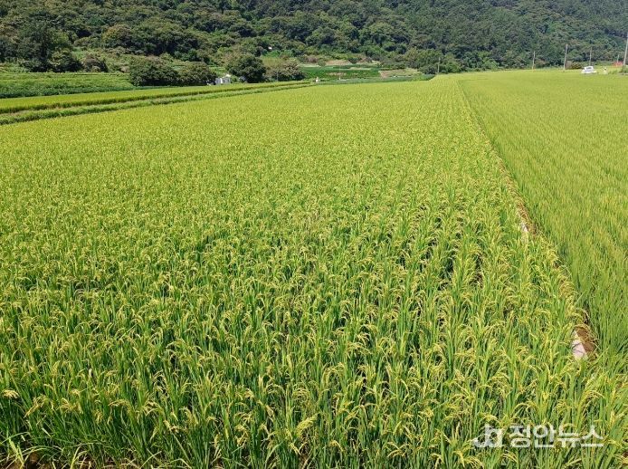 친환경 벼 재배단지