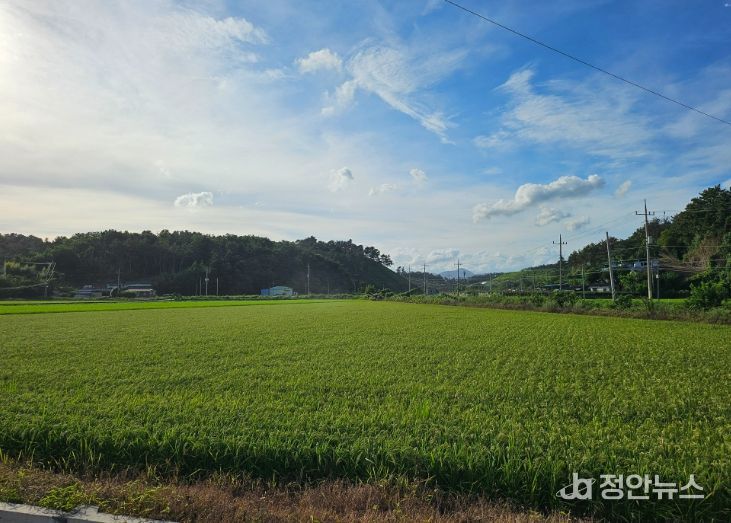 사천시, 벼 육묘상자처리제 지원으로 초기 벼 병해충 예방 강화