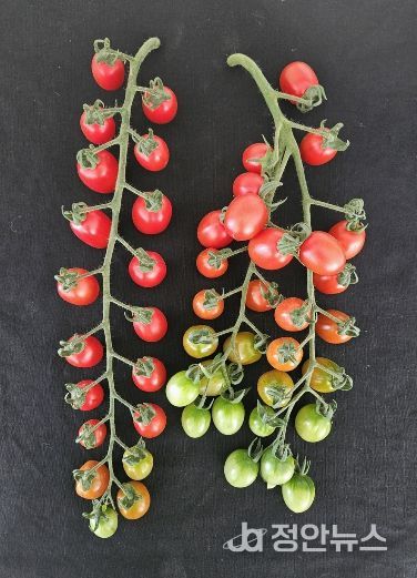 대추형 방울토마토 ‘나이스허니·나이스맥스’ 출원