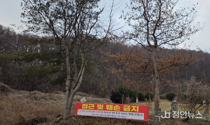 소나무재선충병 감염목