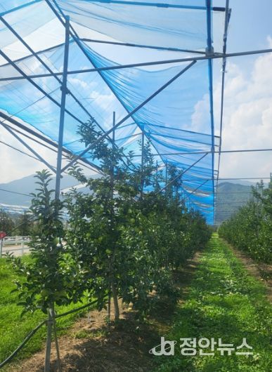 사과 재배 신기술 보급