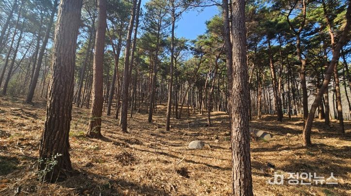 산림자원 육성 위한 조림·숲가꾸기 적극 추