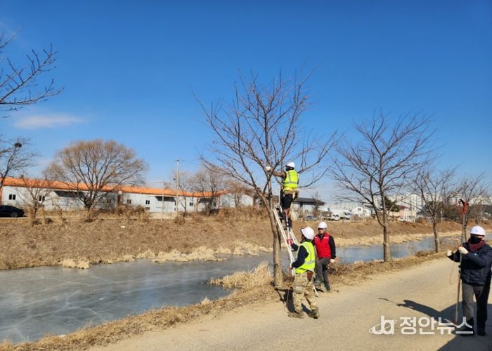 고양시 일산서구, 2026년 가로수 전정 사업 실시